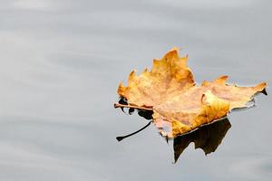 feuille d'automne dorée dans l'eau bleue photo