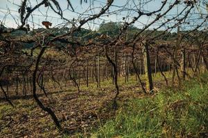 paysage rural avec plusieurs rangées de troncs sans feuilles et de branches de vigne en hiver près de bento goncalves. une ville de campagne sympathique dans le sud du brésil célèbre pour sa production de vin. photo