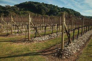 paysage avec quelques rangées de troncs et de branches de vigne sans feuilles en hiver près de bento goncalves. une ville de campagne sympathique dans le sud du brésil célèbre pour sa production de vin.