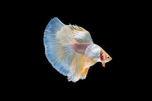 beau poisson betta siamois coloré photo