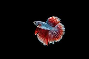 beau poisson betta siamois coloré photo