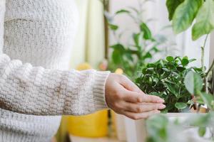 femme s'occupant des plantes d'intérieur dans des pots. photo