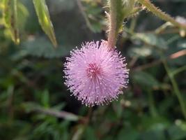 fleur de mimosa pudica, plante sauvage sensible photo