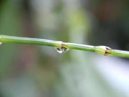 Gros plan des gouttelettes d'eau sur la feuille, arrière-plan flou photo