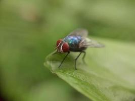 Gros plan de la mouche verte sur la feuille, arrière-plan flou photo