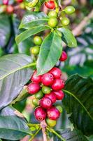 granulés de café sur arbre photo