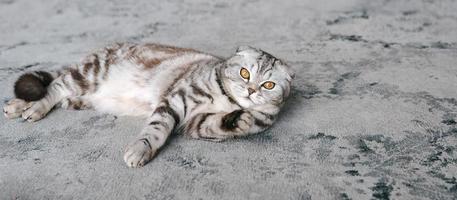 adorable chat écossais gris portant sur un tapis gris. animaux de compagnie, soins, amour, concept mignon photo