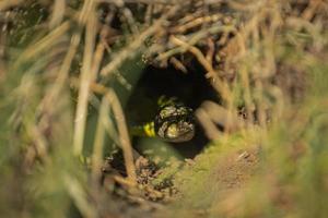 gros plan du lézard vert photo