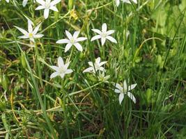 étoile blanche de fleur de Bethléem photo