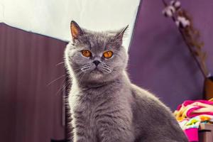 chat adulte gris regarde avec persistance photo