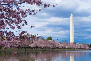 monument de Washington pendant le festival des cerisiers en fleurs au bassin de marée, Washington DC, États-Unis