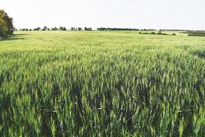 jeune paysage de champ de blé avec une lumière chaude du soleil pendant une journée de printemps. grandir dans un endroit éloigné rural ensoleillé. photo