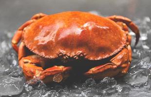 crabe sur glace - gros plan de crabe de pierre cuit à la vapeur dans le restaurant de fruits de mer photo
