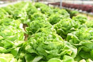 salade de laitue beurre ferme hydroponique plantes sur eau sans sol agriculture en serre système hydroponique de légumes biologiques jeune salade de laitue verte poussant dans le jardin photo