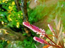 la floraison des fleurs et des plantes colorées dans le jardin et la forêt photo