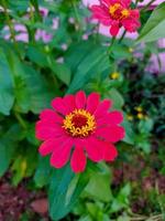 la floraison des fleurs et des plantes colorées dans le jardin et la forêt photo