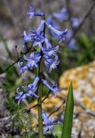 jacinthe sauvage - hyacinthus orientalis photo