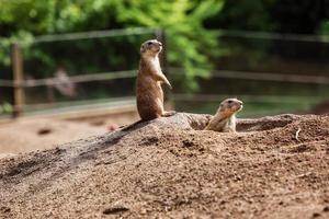 deux marmotes. Gopher sauvage mignon debout dans l'herbe verte. observer de jeunes écureuils terrestres monte la garde dans la nature sauvage. suslik européen curieux posant au photographe. petits sousliks observant photo