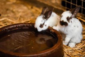 Un joli lapin blanc mangera de l'eau du plateau sur un sol en brique dans une maison de jardin. le lapin blanc boit de l'eau. mise au point sélective photo