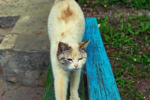 chat errant sans abri assis dans la rue photo