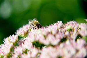 abeille sauvage sur fleur avec nectar qui fleurit dans la campagne sur le terrain