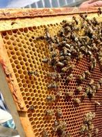 l'abeille ailée vole lentement vers le nid d'abeilles pour recueillir le nectar