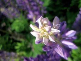 fleur de beauté sauvage avec floraison de nectar photo