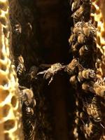 nid d'abeille hexagonal naturel de ruche remplie d'abeilles photo