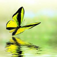 beau vrai papillon multicolore volant sur fond vert photo