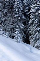 neige intacte et pins blancs dans la forêt alpine photo