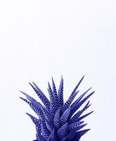 gros plan sur des tons succulents avec une couleur très péri.. composition florale neutre minimale