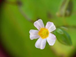 gros plan de fleur blanche avec pistil jaune photo