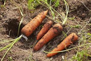 ferme de carottes au japon photo