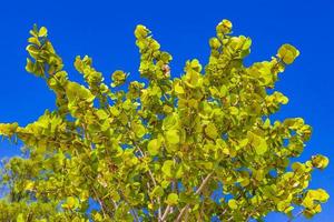 arbre tropical avec fond de ciel bleu playa del carmen mexique.