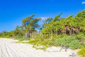 plage naturelle mexicaine tropicale avec forêt playa del carmen mexique.