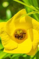 les abeilles montent la mouche dans la fleur de laurier-rose jaune au mexique.