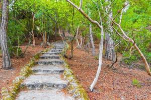 Escaliers en pierre à pied sentier de randonnée papillons Butterfly valley rhodes grèce. photo