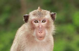 gros plan visage de singe photo
