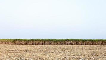 les plants de canne à sucre sont magnifiquement disposés en grandes parcelles et certains sont récoltés. photo