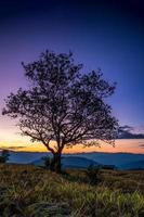 arbre solitaire de silhouette. photo