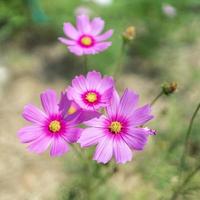 fleur de cosmos violet dans le jardin de fleurs de jour photo