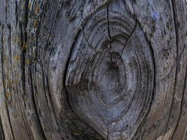 tronc d'arbre sec. Texture du bois photo
