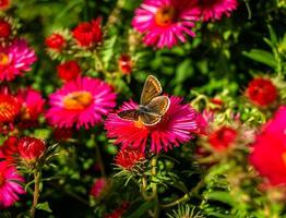 photographie à thème beau papillon noir monarque