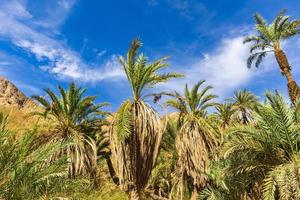 palmiers contre le ciel photo