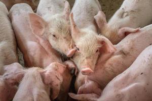 les porcelets se bousculent pour manger de la nourriture dans une ferme porcine. photo