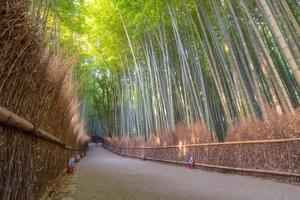 belle forêt de bambous naturels en automne à arashiyama à kyoto, japon. photo