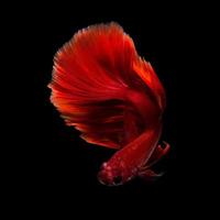 gros plan du mouvement artistique du poisson betta, poisson combattant siamois isolé sur fond noir. concept de design d'art. photo