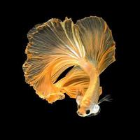 gros plan du mouvement artistique du poisson betta, poisson combattant siamois isolé sur fond noir. concept de design d'art. photo