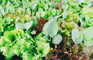 légumes frais fond feuille de laitue dans le jardin nourriture jardinage de légumes biologiques attendre récolté pour salade verte concept d'aliments sains - chêne vert chêne rouge et chou frisé chinois photo