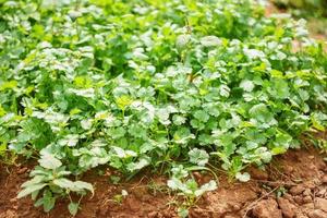 coriandre planter un potager sur le sol dans la ferme biologique végétale